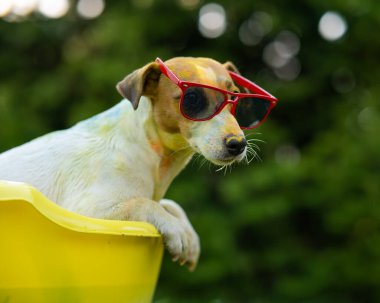 Jack Russell, güneş gözlüklü teriyer köpeği dışarıda sarı bir havuzda yıkanır.