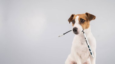 Jack Russell Terrier köpeği bizi ağzında tutuyor.