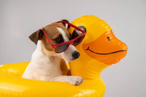 Dog Jack Russell Terrier Óculos Sol Pato Círculo Inflável Fundo — Fotografia de Stock