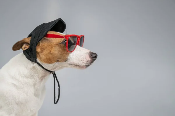 Jack Russell Τεριέ Σκυλί Μαύρο Καπέλο Και Γυαλιά Ηλίου Λευκό — Φωτογραφία Αρχείου