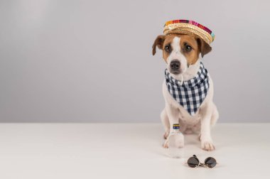 Meksikalı gibi giyinmiş Jack Russell Terrier köpeği.