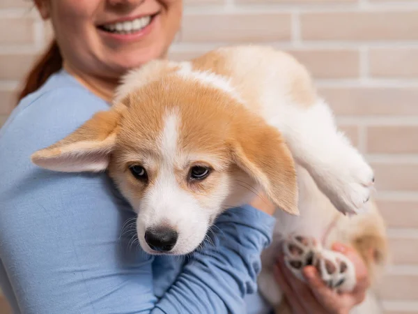 Owner Hugging Red Pembroke Corgi Puppy — 图库照片