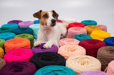 Jack Russell Terrier 'ın çok renkli pamuklu köpeğinin yakın çekimi.