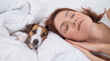 Jack Russell Terrier köpeği sahibinin yanında yatıyor.