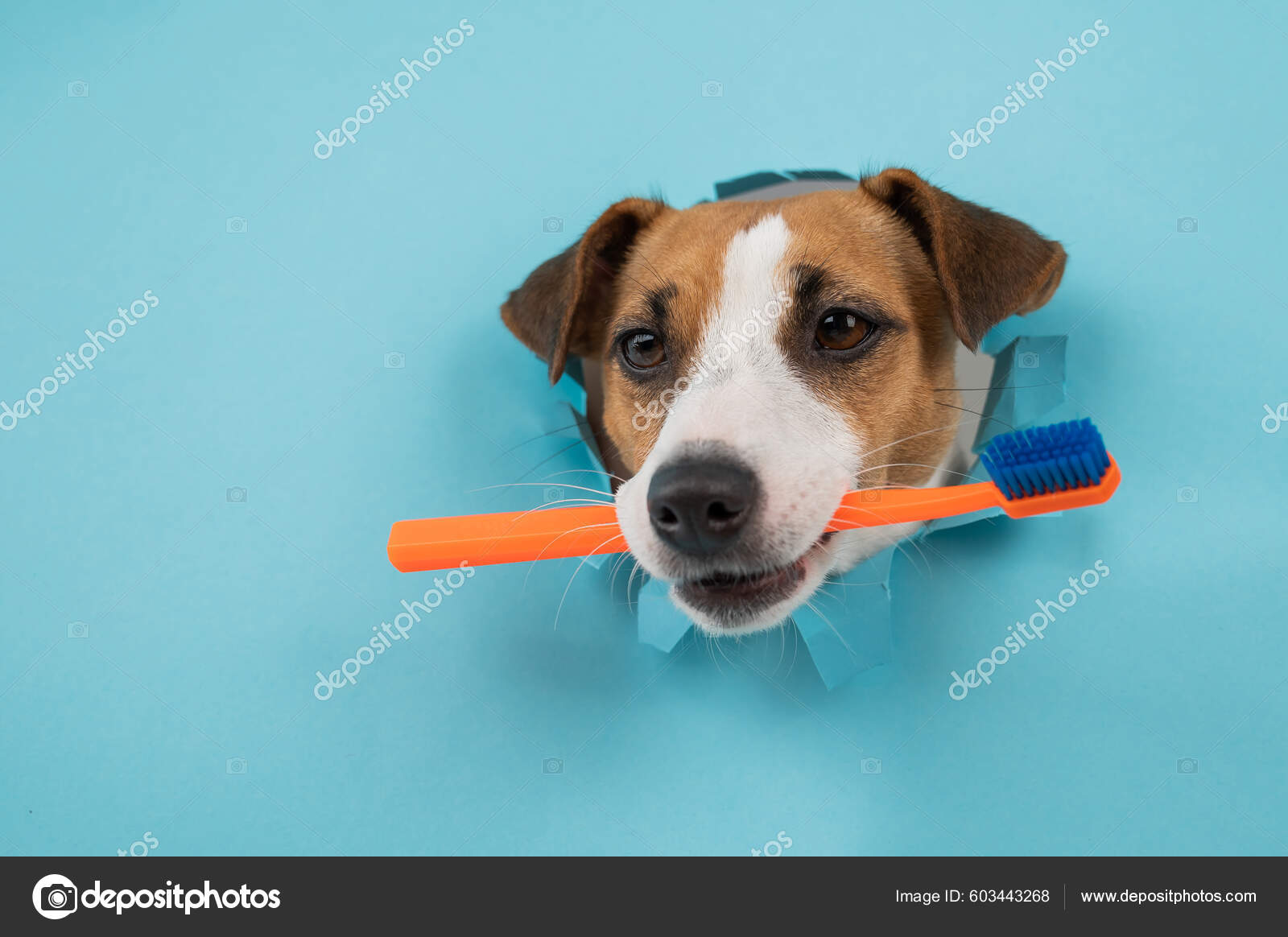 Dog muzzle shop jack russell terrier