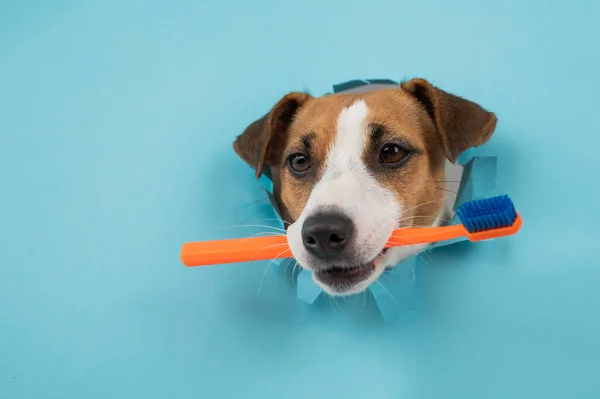 Egy Jack Russell Terrier Pofája Kilóg Egy Papírkék Hátterű Lyukon — Stock Fotó