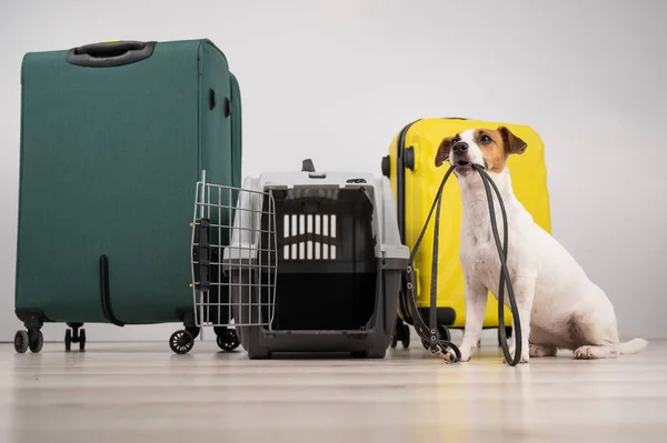 鲁塞尔 一只狗牵着皮带 坐在行李箱和旅行箱旁边 准备休假 — 图库照片