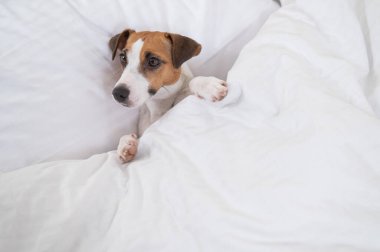 Jack Russell Terrier köpeği yorganın altında yatıyor. Hayvan yatak odasında uyuyor.