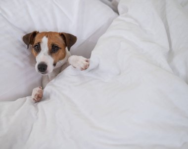Jack Russell Terrier köpeği yorganın altında yatıyor. Hayvan yatak odasında uyuyor.