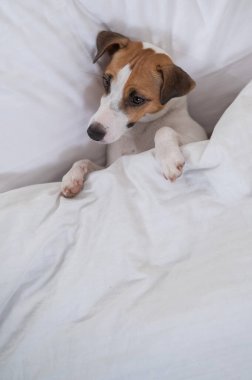 Jack Russell Terrier köpeği yorganın altında yatıyor. Hayvan yatak odasında uyuyor.