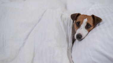 Jack Russell Terrier köpeği yorganın altında yatıyor. Hayvan yatak odasında uyuyor.