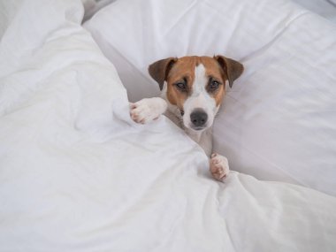 Jack Russell Terrier köpeği yorganın altında yatıyor. Hayvan yatak odasında uyuyor.