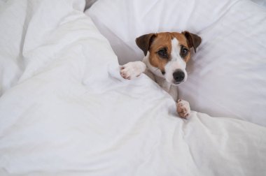 Jack Russell Terrier köpeği yorganın altında yatıyor. Hayvan yatak odasında uyuyor.