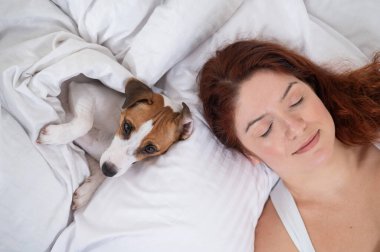 Jack Russell Terrier köpeği sahibinin yanında yatıyor.