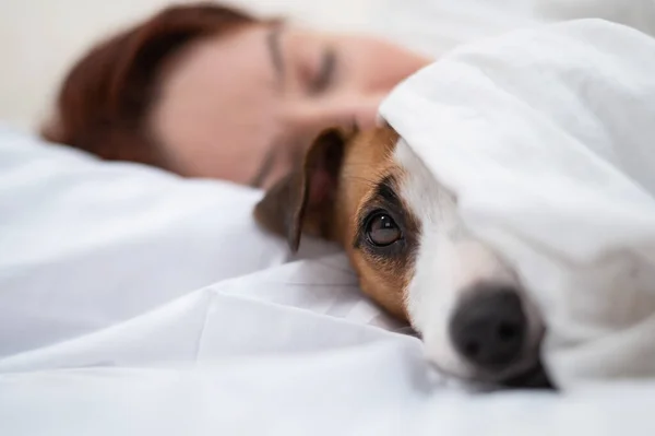 Dog Jack Russell Terrier Sover Omfamning Med Ägaren — Stockfoto