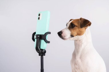 Jack Russell Terrier köpeği akıllı telefondan canlı yayın yapıyor.
