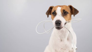 Jack Russell Terrier köpeği beyaz arka planda dişinde C tipi bir kablo tutuyor. Boşluğu kopyala