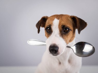 Jack Russell Terrier 'ın beyaz bir arka planda kaşığı tuttuğu bir köpeğin yakın plan portresi.