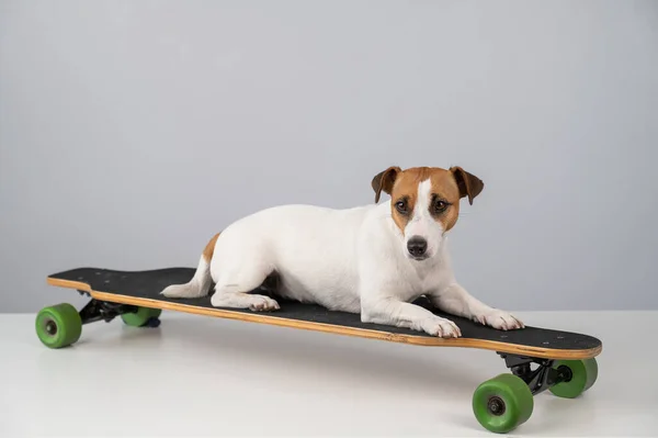 Dog Jack Russell Terrier Pozowanie Longboard Przed Białym Tle — Zdjęcie stockowe