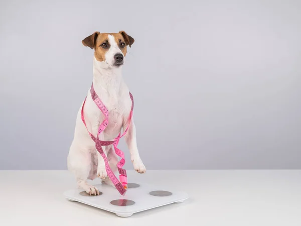 Cane Jack Russell Terrier Sta Una Scala Con Nastro Misurazione — Foto Stock