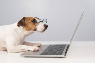Gözlüklü köpek Jack Russell Terrier 'ın portresi.
