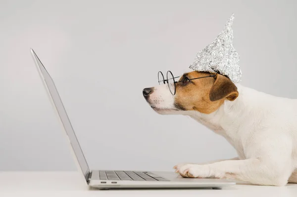 Jack Russell Terrier Cane Cappello Stagnola Occhiali Lavora Computer Portatile — Foto Stock