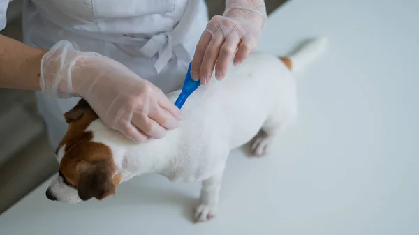 Vétérinaire Traite Chien Contre Les Parasites Égouttant Médecine Sur Garrot — Photo