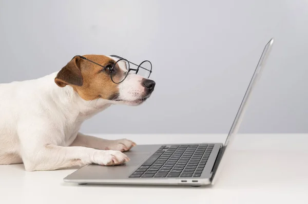 Retrato Cão Jack Russell Terrier Óculos Trabalho Laptop — Fotografia de Stock