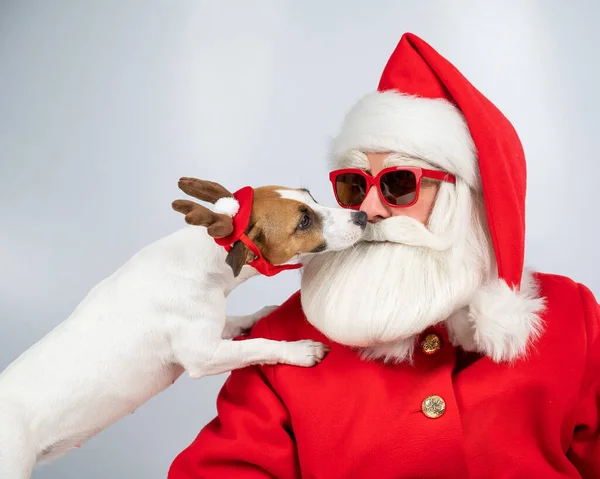 Jack Russell Terrier Hund Rudolph Rehohren Leckt Weihnachtsmann Mit Sonnenbrille — Stockfoto