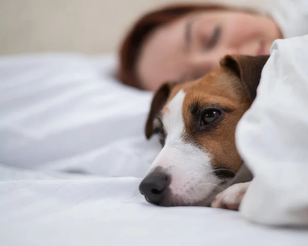 Jack Russell Terrier Cão Dorme Envolto Cobertor Lado Seu Proprietário — Fotografia de Stock