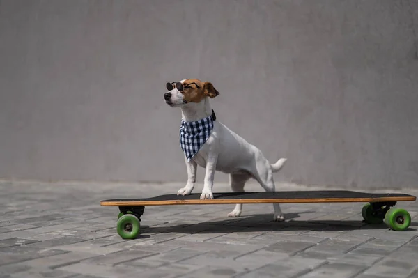 Jack Russell Terrier Dog Dressed Sunglasses Checkered Bandana Rides Longboard — Stock Photo, Image