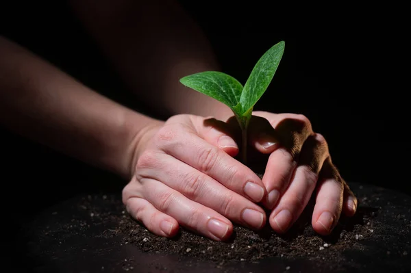 A woman is planting a sprout of zucchini. Close-up of female hands gardening on black background