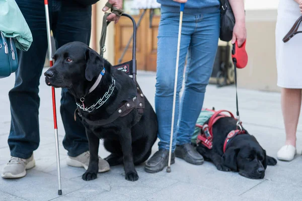 Μαύροι Λαμπραντόρ Λειτουργούν Σκύλοι Οδηγοί Για Τυφλούς Ανθρώπους — Φωτογραφία Αρχείου