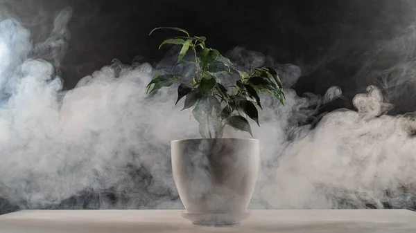 Smoke on a ficus in a pot on a black background