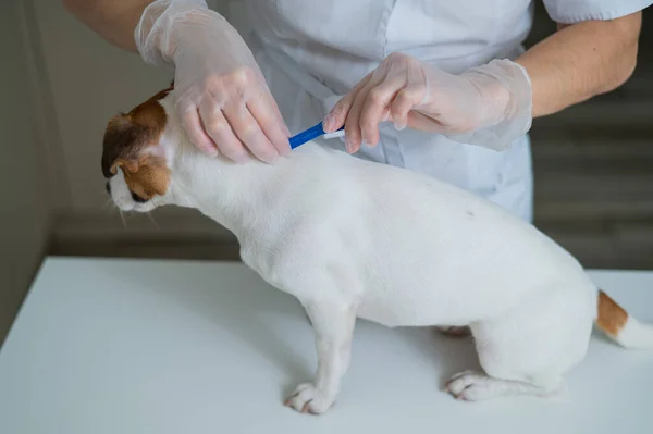 A veterinarian treats a dog from parasites by dripping medicine on the withers