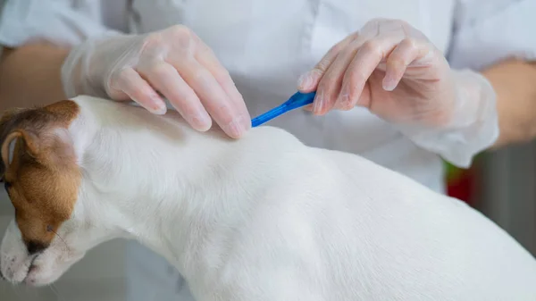 Veterinární Lékař Zachází Psem Parazitů Kapající Lék Kohoutky — Stock fotografie