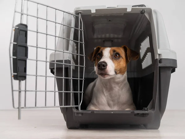 Jack Russell Terrier Perro Dentro Una Jaula Para Transporte Seguro — Foto de Stock