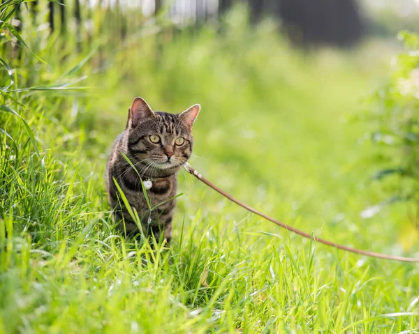 Gray striped cat walks on a leash on green grass outdoors
