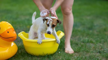 Sahibi köpeği yeşil çimenlikteki sarı bir havuzda yıkıyor.