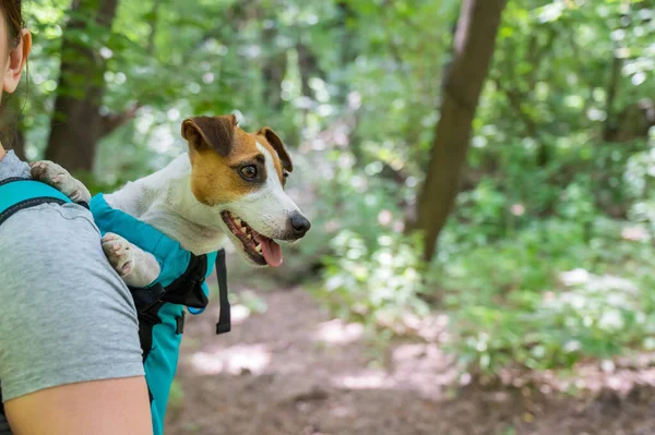 Vit Kvinna Går Utomhus Med Hund Jack Russell Terrier Speciell — Stockfoto