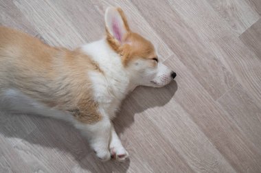 Şirin Galce Corgi köpeği yerde uyuyor. Yukarıdan görüntüle