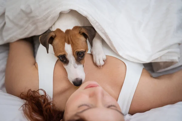 Dog Jack Russell Terrier Dorme Envolto Cobertor Sua Amante — Fotografia de Stock