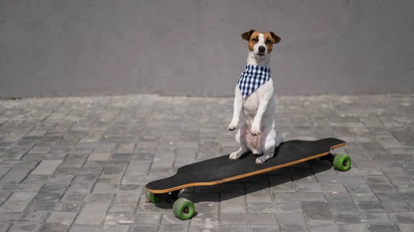 Jack Russell Terrier Chien Vêtu Lunettes Soleil Bandana Carreaux Effectue — Photo