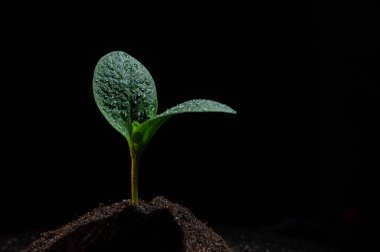 Siyah arka planda çiy damlalarında kabak filizleri