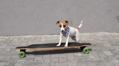 Ekose bandana giymiş Jack Russell Terrier köpeği uzun tahta bir arabaya biniyor.
