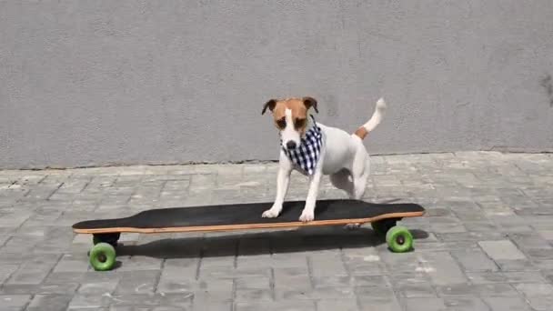 Jack Russell Terrier Hond Gekleed Een Geruite Bandana Rijdt Een — Stockvideo