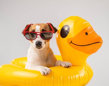 Köpek Jack Russell Terrier, güneş gözlüklü, beyaz arka planda şişirilebilir yuvarlak ördekli.