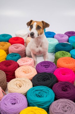 Jack Russell Terrier 'ın çok renkli pamuklu köpeğinin yakın çekimi.