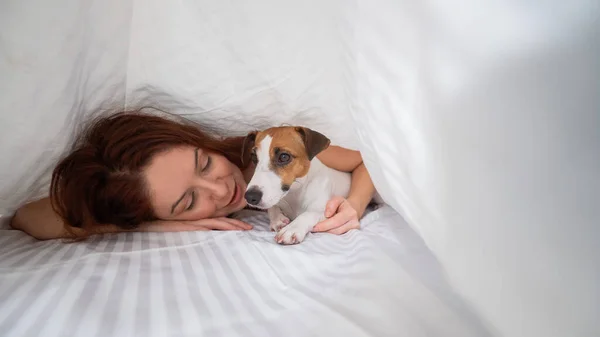 Dog Jack Russell Terrier Encontra Com Proprietário Sob Cobertor — Fotografia de Stock