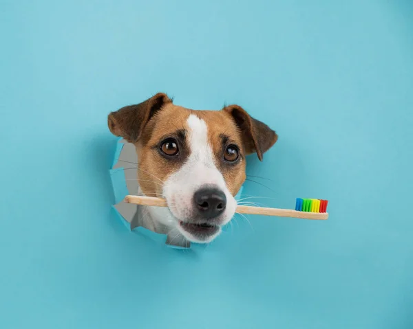 Museau Jack Russell Terrier Sort Par Trou Dans Fond Bleu — Photo